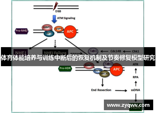 体育体能培养与训练中断后的恢复机制及节奏修复模型研究